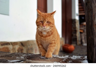 Ginger Cat On Te Garden