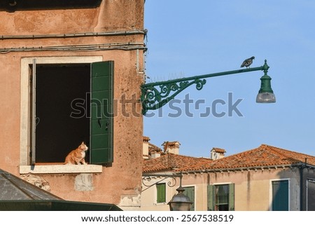 A ginger cat on a window sill is watching with interest a pigeon on a street lamp, in the Cannaregio district, Venice, Veneto, Italy