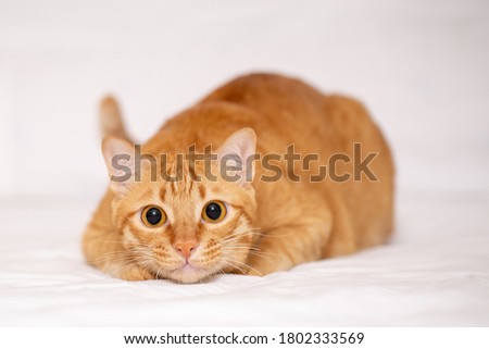 Ginger cat or orange crazy surprised cat make big eyes closeup over white cloth background.