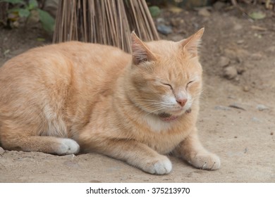 ginger cat outdoor 