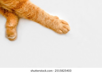 Ginger cat paw on the table. Happy tabby cat relaxing at home.