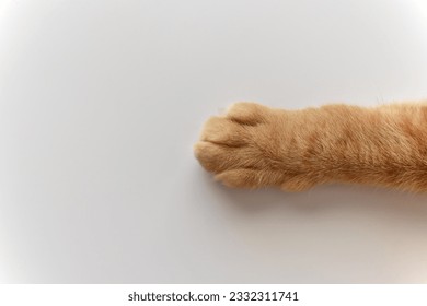 Ginger cat paws on the table. Tabby cat sitting on the floor. Copy space is on the left side. - Powered by Shutterstock