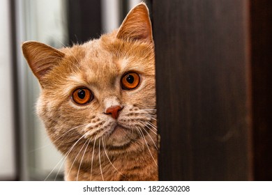 
Ginger Cat Peeking Around The Corner