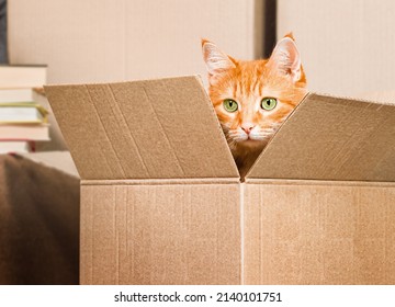 Ginger Cat Peeking Out Of A Cardboard Box