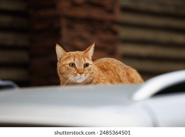 A ginger cat, perched on a car, gazes intently at something out of frame. - Powered by Shutterstock