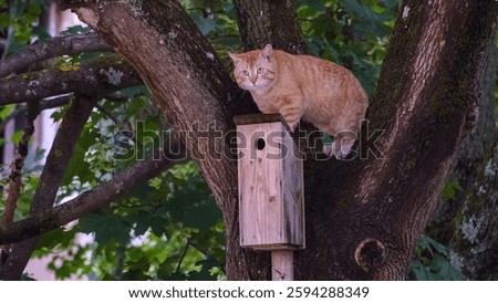 A ginger cat perched on a tree, observing a wooden birdhouse. Its curious gaze and tense posture create a captivating wildlife moment in the green environment.