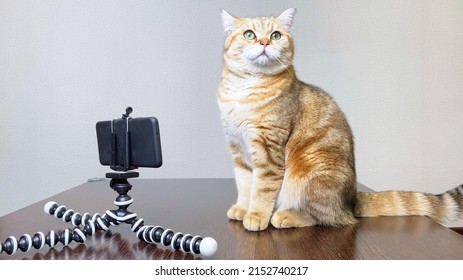 Ginger Cat Pet Talking By Phone, Cat Looking At Smartphone