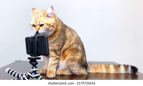 Ginger Cat Pet Talking By Phone, Cat Looking At Smartphone