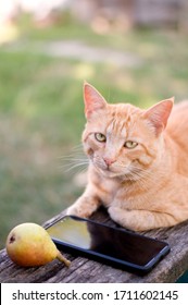 Ginger cat with phone and fruit