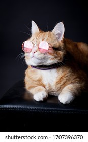 Ginger cat in pink glasses posing on black background