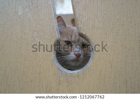 Similar – Image, Stock Photo The Hidden Cat Beautiful