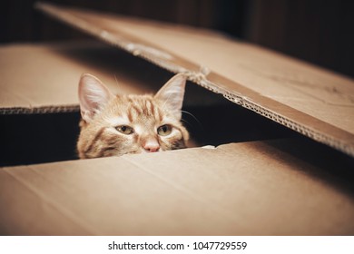 Ginger Cat Is Playing In The Box