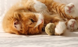 Ginger Cat Playing Catnip Ball, Favorite Treat Of Felines, Close-up And Sunlight