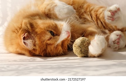 Ginger cat playing catnip ball, favorite treat of felines, close-up and sunlight - Powered by Shutterstock