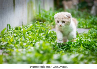 Ginger cat playing in the garden. Scottish fold kitten looking something on green grass. Cute orange cat with copy space. Cream tabby cat running on the lawn. - Shutterstock ID 2255995881