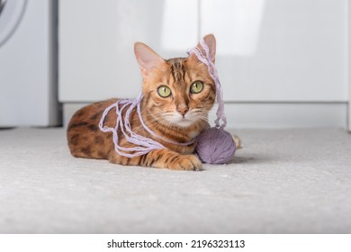 A ginger cat plays with a ball of thread on the carpet in the room. - Shutterstock ID 2196323113