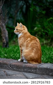 Ginger cat posing for a potrait