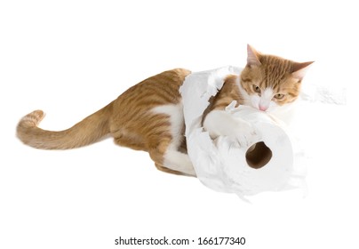 Ginger Cat Pulls A Roll Of Toilet Paper