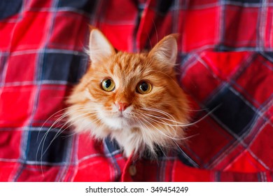 Ginger cat put it's head in a tartan shirt. Funny pet with curious emotion on face.