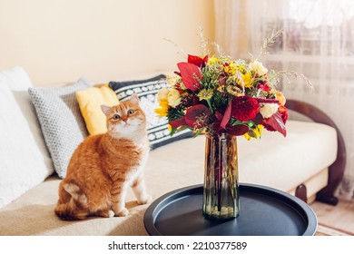 Ginger cat relaxing by autumn colored bouquet of flowers put in vase on table. Funny pet feels comfortable on couch