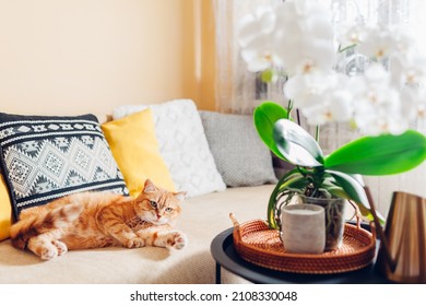 Ginger cat relaxing on couch at home by white orchid blooming on coffee table by candle. Home decorated with flowers and plants. Interior of living room.