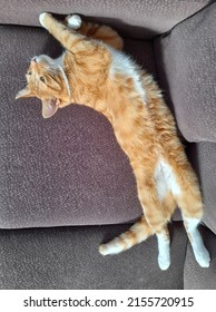 Ginger Cat Relaxing On The Sofa