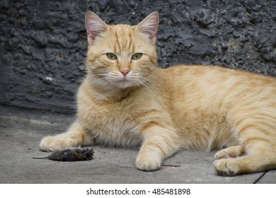 Ginger cat resting after hunt. Lying on the ground beside dead mouse.