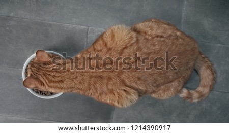 Ginger cat seen from above while eating from a white food bowl on a dark stone floor.