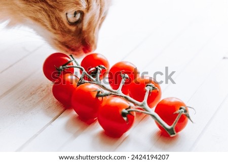 Ginger cat with a sharp gaze investigates a fresh bunch of cherry tomatoes placed on a pristine white surface. 