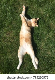 Ginger Cat Showing Tummy Whilst Lying On Lawn Grass In Summer