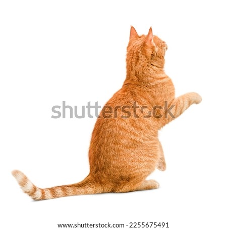ginger cat sits with its back with a raised paw on a white isolated background