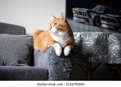 a ginger cat sits on the handle of a gray matting sofa, spoiled by claws.