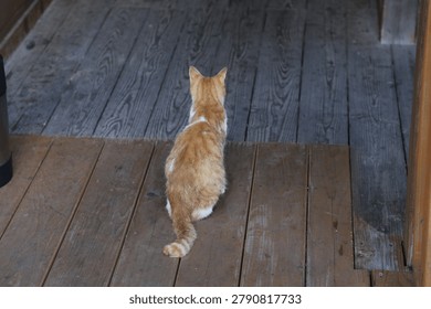 A ginger cat sits on a rustic wooden porch, viewed from behind. The cat is alert, looking forward towards the edge of the decking. The weathered wood creates a warm, calm, and domestic mood. Suitable for themes of pets, animal care, home life, and quiet moments.