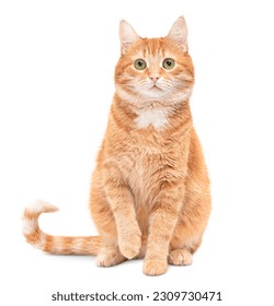 ginger cat sits with one front paw raised and looks at the camera on a white isolated background