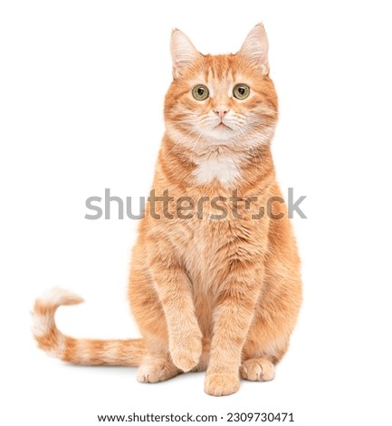 ginger cat sits with one front paw raised and looks at the camera on a white isolated background