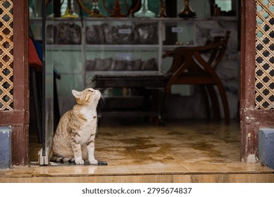 A ginger cat sits at the threshold of a rustic wooden shop in the scenic mountain region of Kashmir, India.