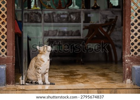 A ginger cat sits at the threshold of a rustic wooden shop in the scenic mountain region of Kashmir, India.