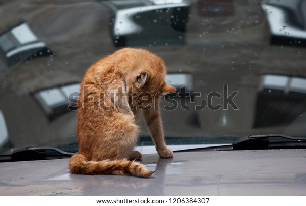 Ginger cat sittin on the car with multiple\
window reflections