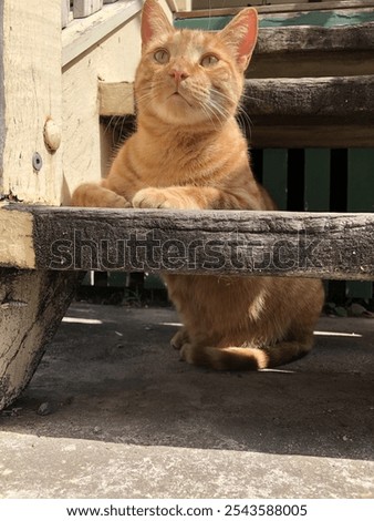 Similar – Image, Stock Photo A cat sits between wrapping paper under the Christmas tree.
