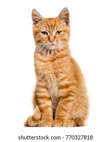 Ginger Cat, Sitting, Isolated On White