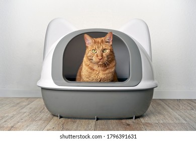 Ginger Cat Sitting In A Litter Box And Look Funny To The Camera.