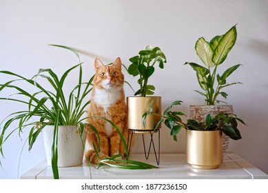 Ginger Cat Sitting Near A Set Of Green Potted Houseplants (peperomia, Spider Plant, Dieffenbachia) On White Wall Background At Home. Growing Indoor Plants, Urban Jungle