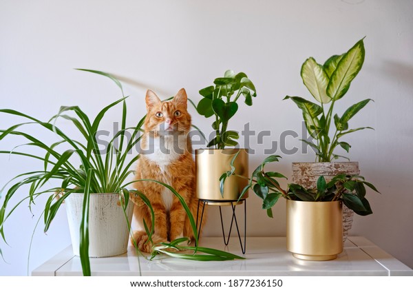 Ginger cat sitting\
near a set of green potted houseplants (peperomia, spider plant,\
dieffenbachia) on white wall background at home. Growing indoor\
plants, urban jungle