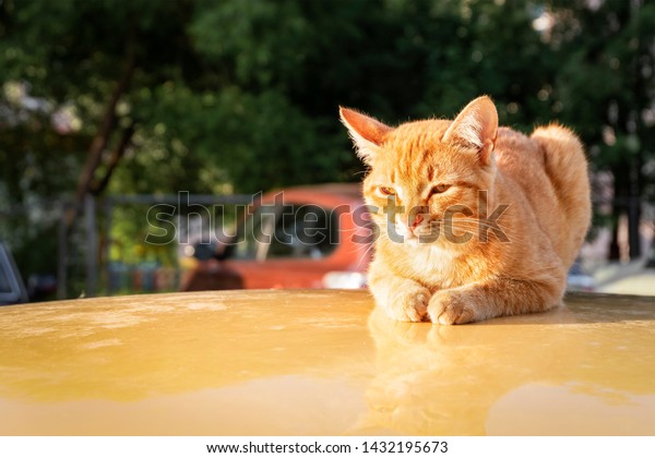 Ginger cat sitting on the car outdoors. Red cat\
on the street.