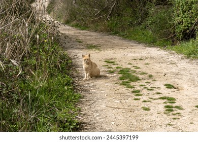 ginger cat sitting on a dirt road in nature. - Powered by Shutterstock