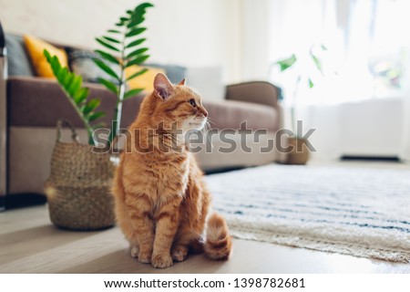 Ginger cat sitting on floor in cozy living room. Interior decor