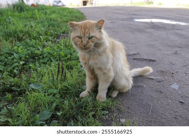 Ginger Cat sitting on Grass by a Dirt Road - Powered by Shutterstock