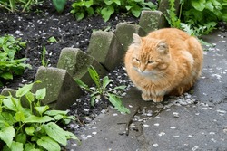 Ginger Cat Sitting On A Path In The Garden After The Rain. Cat On A Wet Concrete Path.