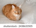 Ginger cat sitting on sofa looking at camera. Copy space is on the right.