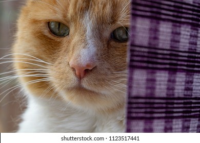 Ginger cat sitting on the window sill partially obscured by a purple window blind